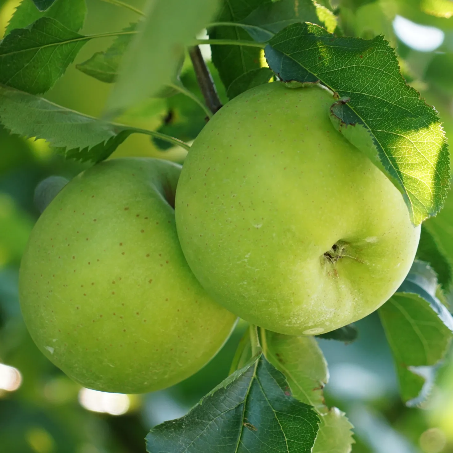 Apfelbaum Granny Smith - Knackig grün, einfach lecker