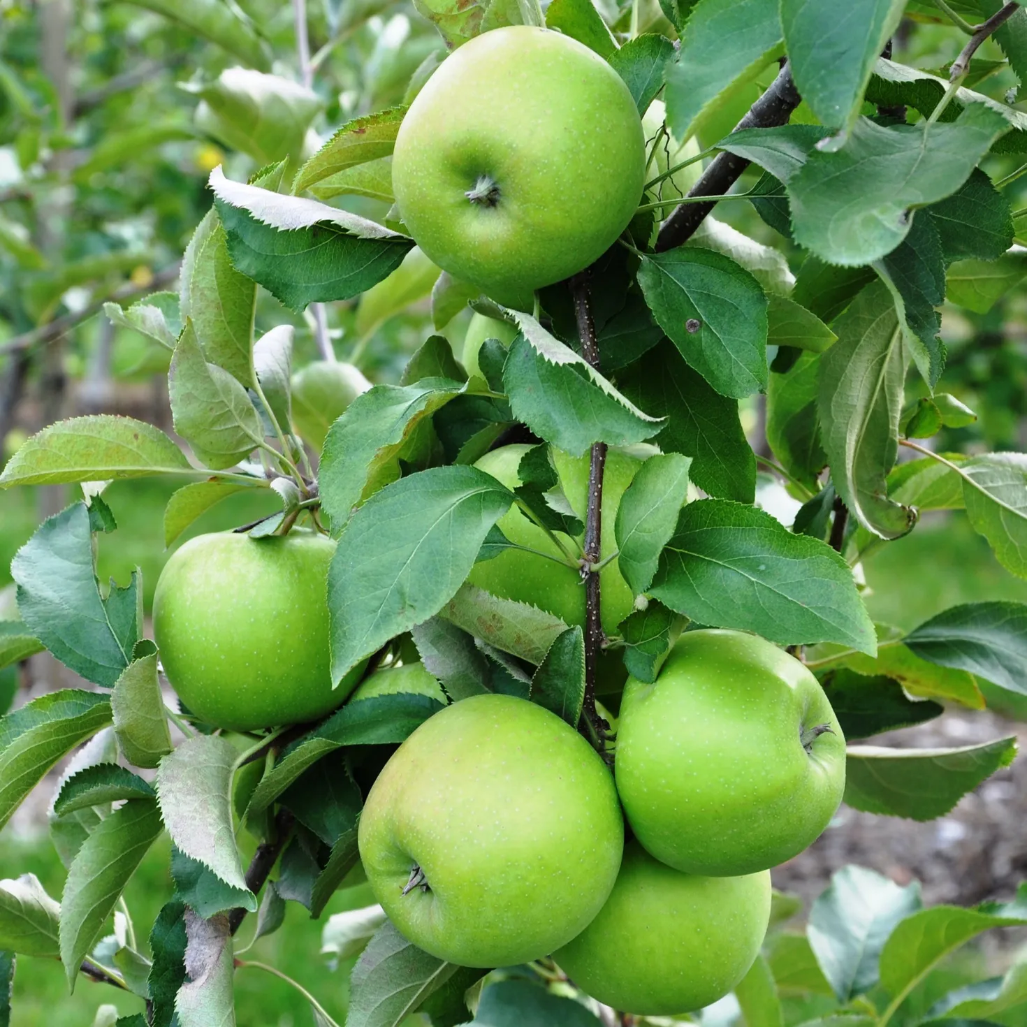Apfelbaum Granny Smith - Knackig grün, einfach lecker
