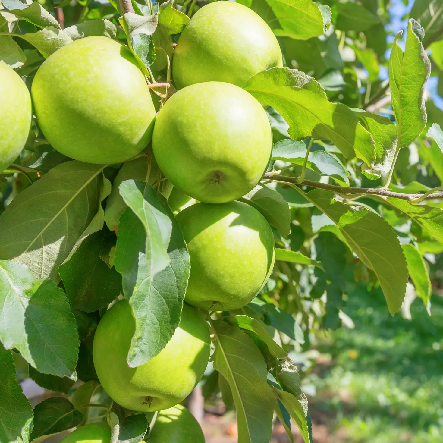 Apfelbaum Granny Smith - Knackig grün, einfach lecker