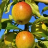 Apfelbaum-Kollektion 'Reine des reinettes', 'Cox's', 'Golden Delicious' - Schmackhafte Äpfel für jeden Geschmack