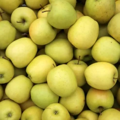 Apfelbaum-Kollektion 'Reine des reinettes', 'Cox's', 'Golden Delicious' - Schmackhafte Äpfel für jeden Geschmack