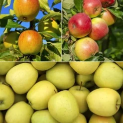 Apfelbaum-Kollektion 'Reine des reinettes', 'Cox's', 'Golden Delicious' - Schmackhafte Äpfel für jeden Geschmack