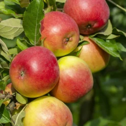 Apfelbaum-Kollektion 'Reine des reinettes', 'Cox's', 'Golden Delicious' - Schmackhafte Äpfel für jeden Geschmack
