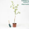 Apfelbaum ‘Reine des Reinettes’ - Der Apfel mit Charakter