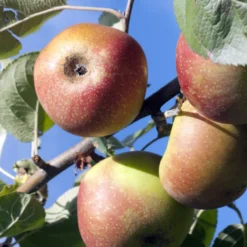 Apfelbaum Rode Boskoop - Kräftige Äpfel zum Backen