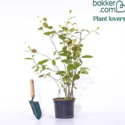 Apfelbeere Brilliant - Feuerrot im Herbst