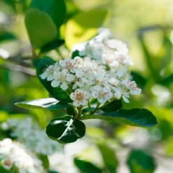 Apfelbeere Viking - Superbeeren ganz easy