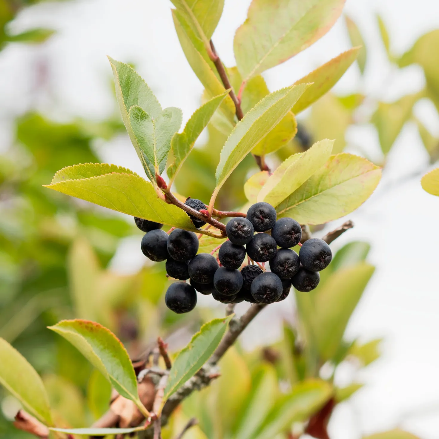 Apfelbeere Viking - Superbeeren ganz easy