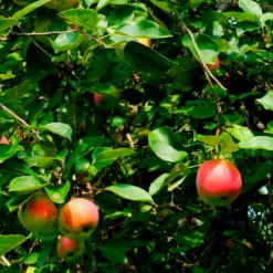 Apfel Braeburn - Knackig süß bis Weihnachten