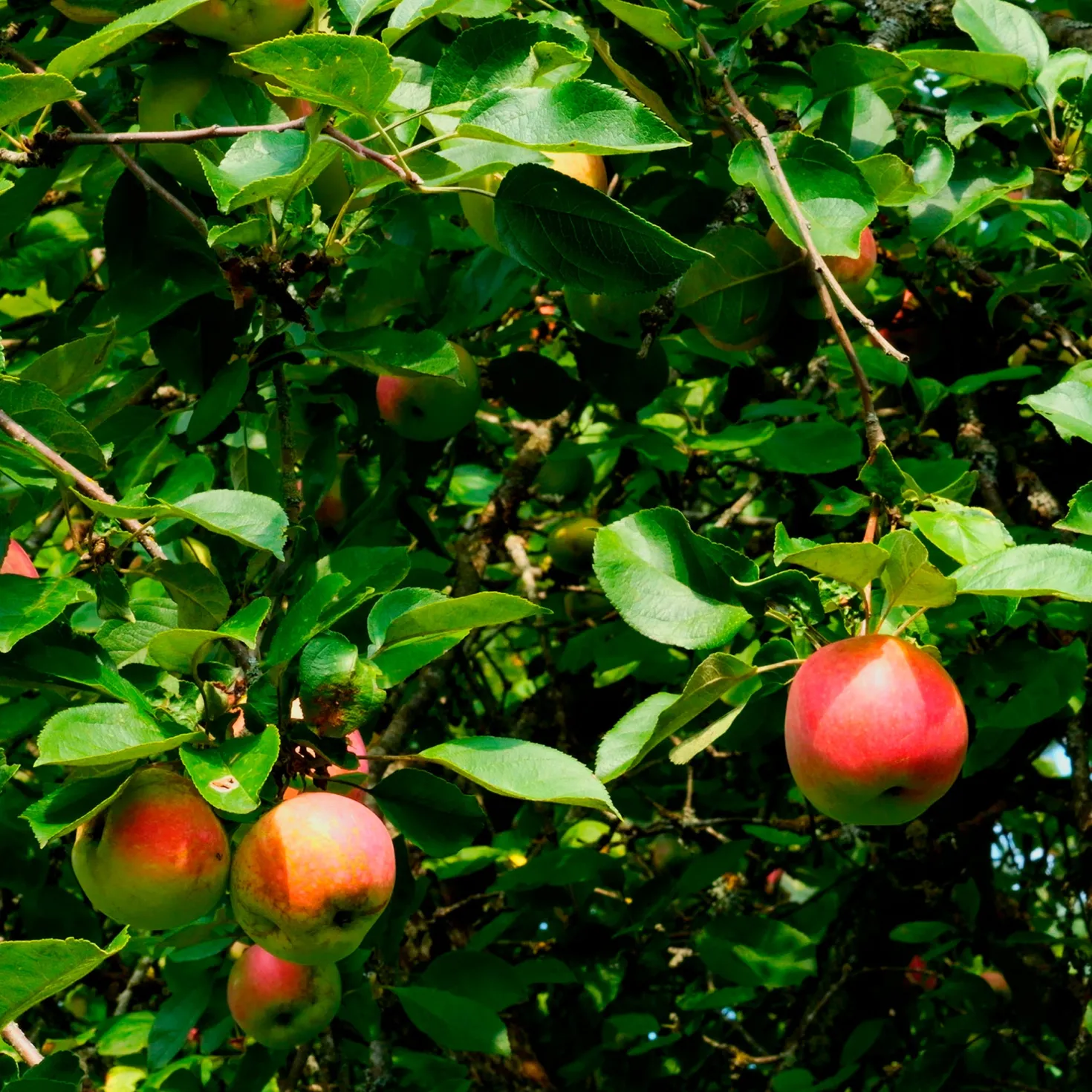 Apfel Braeburn - Knackig süß bis Weihnachten