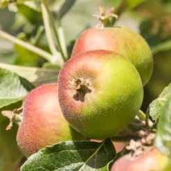 Apfel Braeburn - Knackig süß bis Weihnachten