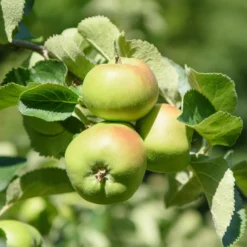 Apfel Bramleys Seedling - Der König der Kochäpfel