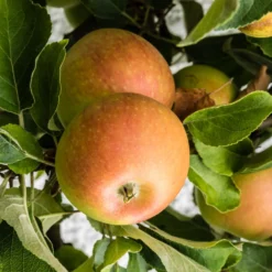 Apfel ‘Cox’s Orange Pippin’ - Der Aromaapfel schlechthin