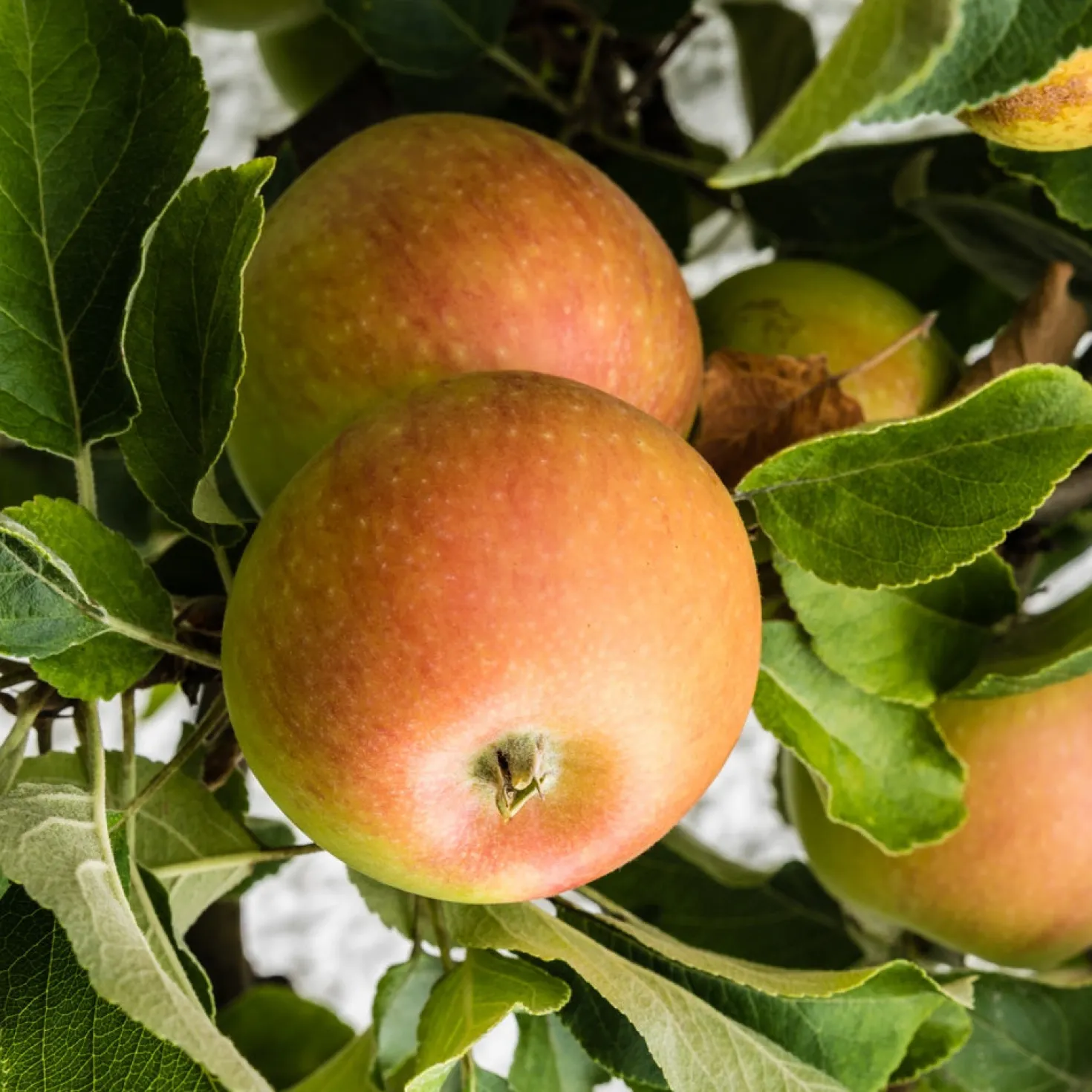 Apfel ‘Cox’s Orange Pippin’ - Der Aromaapfel schlechthin