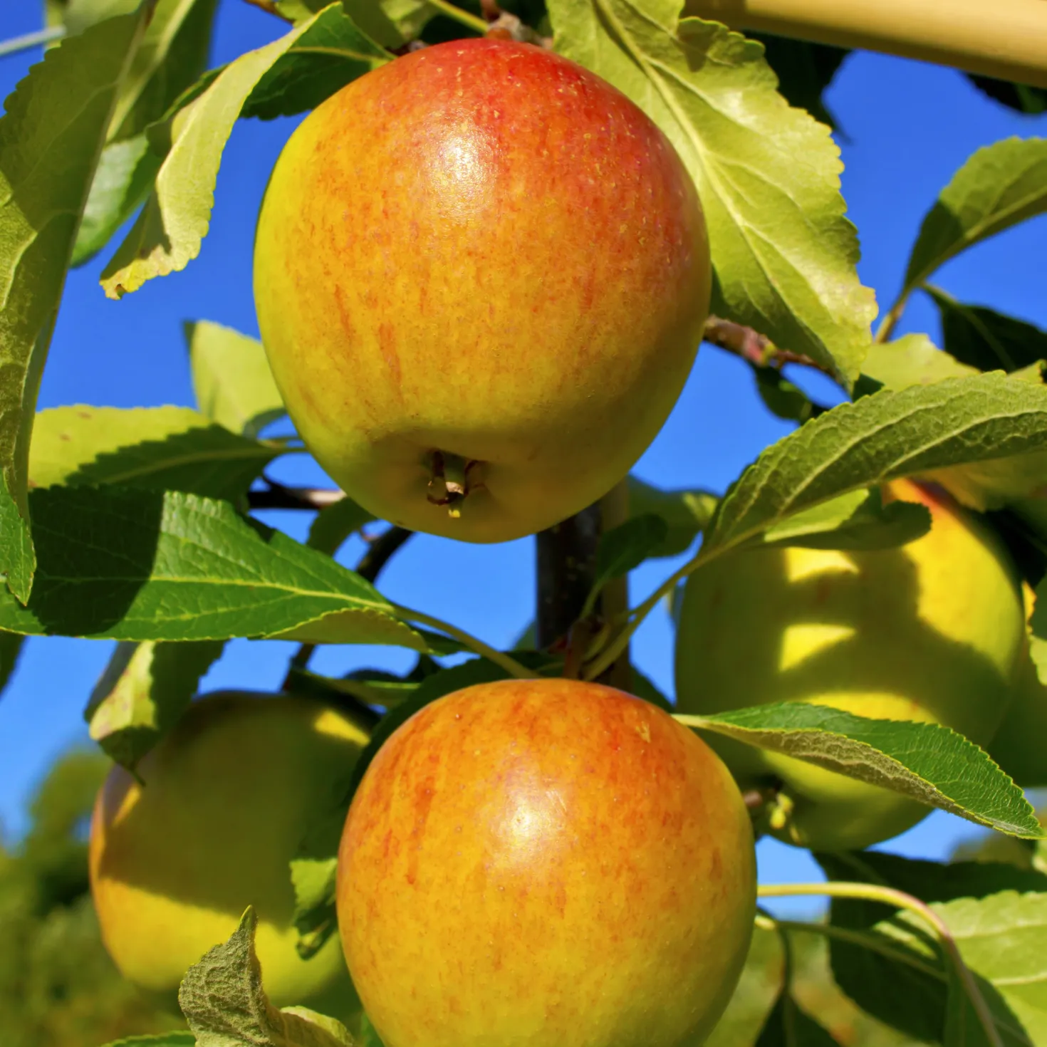 Apfel ‘Cox’s Orange Pippin’ - Der Aromaapfel schlechthin