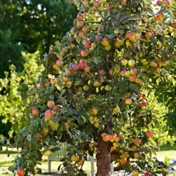 Apfel Elstar - Süß-säuerlich, direkt vom Baum