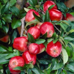 Apfel Gloster - Knackige Äpfel im Oktober