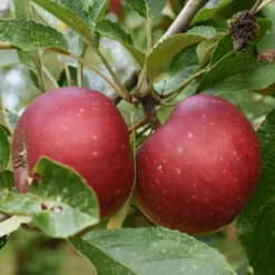 Apfel Ingrid Marie - Süß-säuerlich, einfach reif
