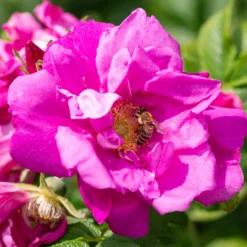 Apfelrose 'Wild Edric' - Duftende Hecke ohne Mühe