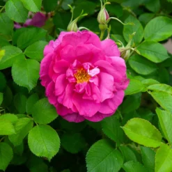 Apfelrose 'Wild Edric' - Duftende Hecke ohne Mühe