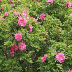Apfelrose 'Wild Edric' - Duftende Hecke ohne Mühe