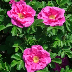 Apfelrose 'Wild Edric' - Duftende Hecke ohne Mühe