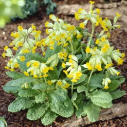 Apotheker-Schlüsselblume - Frühling in leuchtendem Gelb
