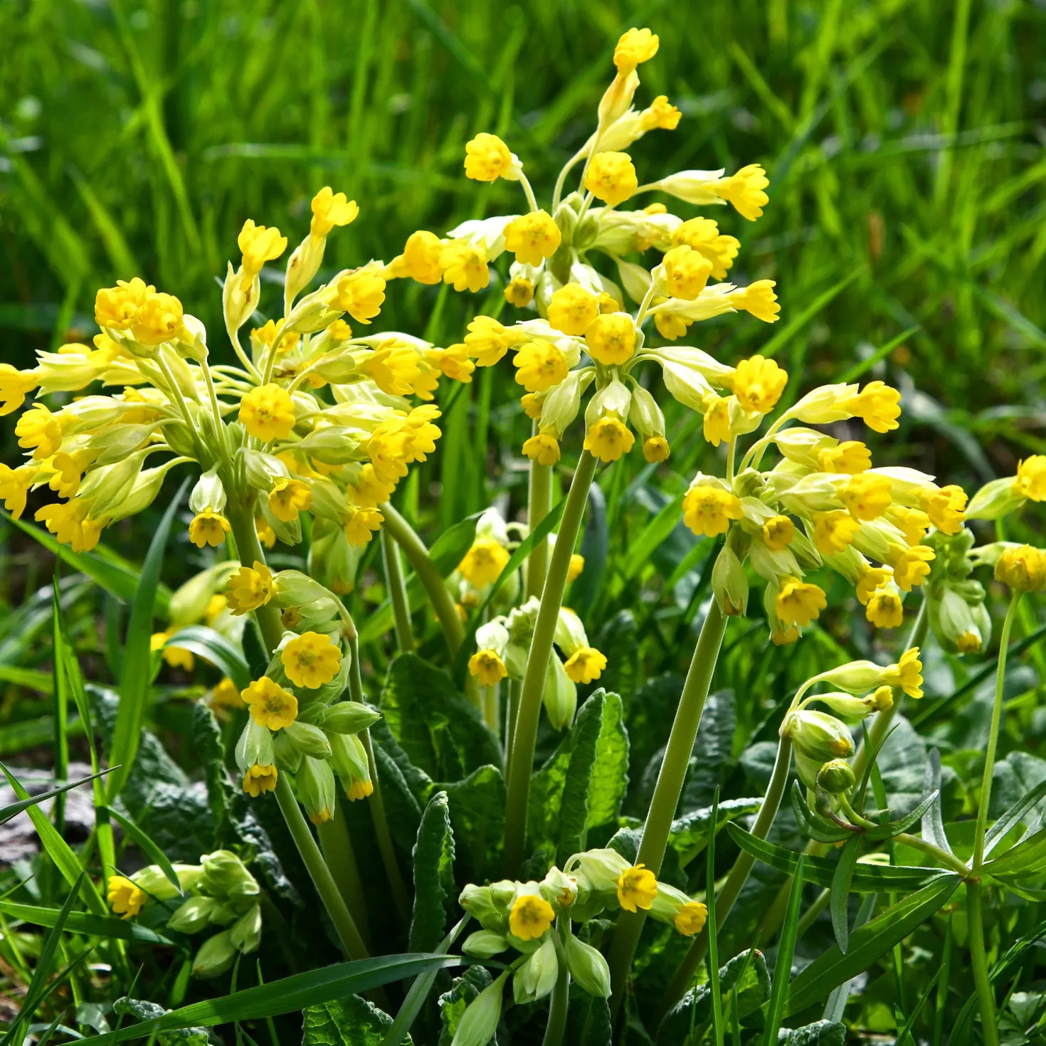 Apotheker-Schlüsselblume - Frühling in leuchtendem Gelb