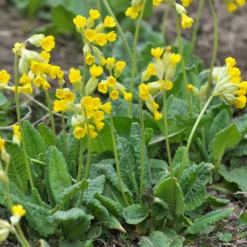 Apotheker-Schlüsselblume - Frühling in leuchtendem Gelb