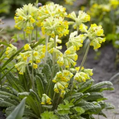 Apotheker-Schlüsselblume - Frühling in leuchtendem Gelb