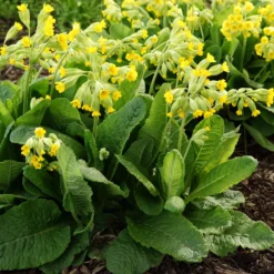 Apotheker-Schlüsselblume - Frühling in leuchtendem Gelb