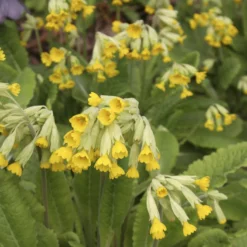 Apotheker-Schlüsselblume - Frühling in leuchtendem Gelb