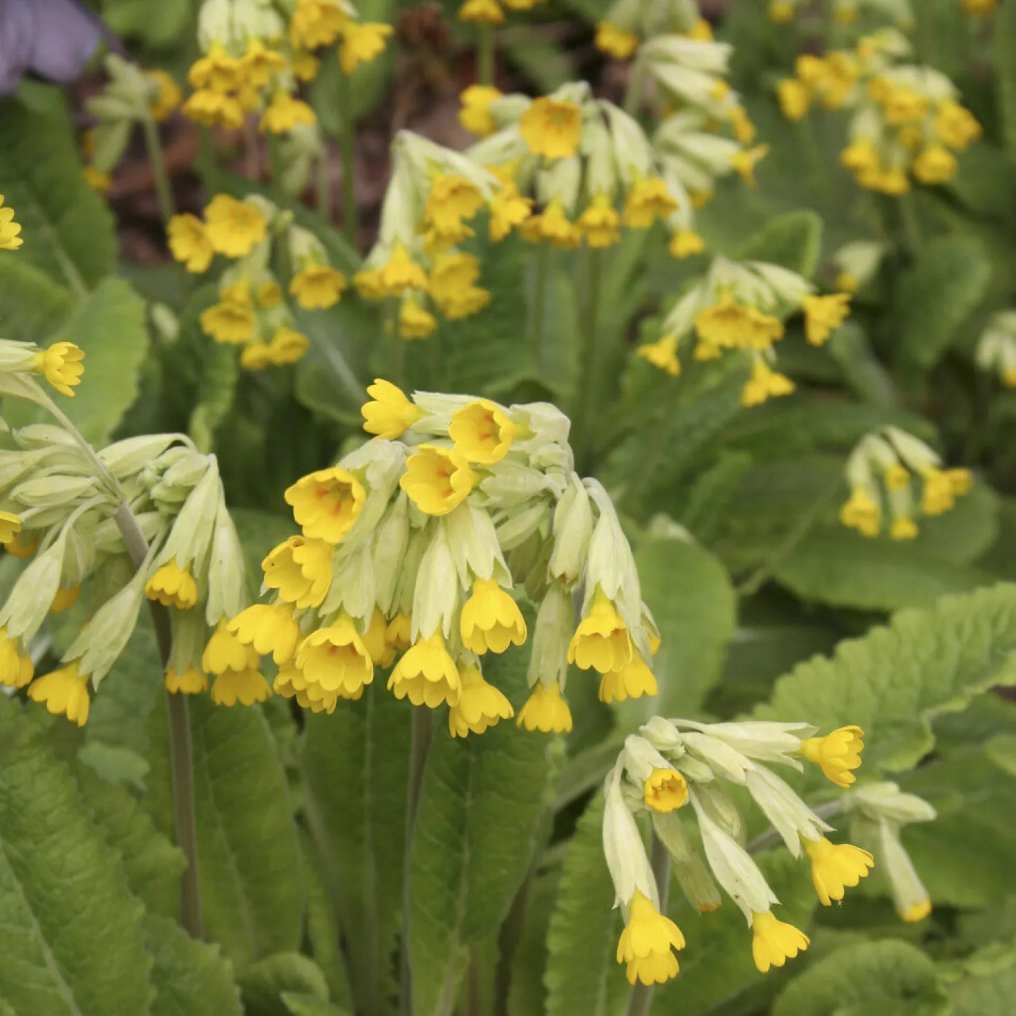 Apotheker-Schlüsselblume - Frühling in leuchtendem Gelb