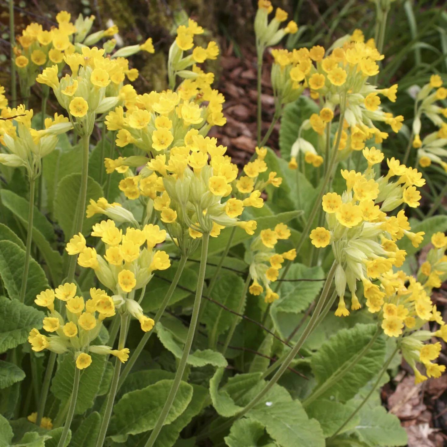 Apotheker-Schlüsselblume - Frühling in leuchtendem Gelb