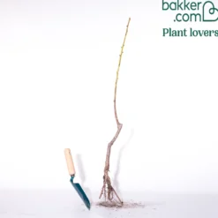 Aprikosenbaum Bergeron - Süße Aprikosen frisch geerntet