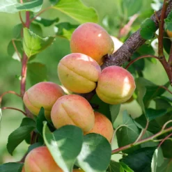 Aprikosenbaum Bergeron - Süße Aprikosen frisch geerntet