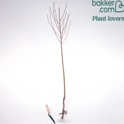 Aprikosenbaum Bergeron - Süße Aprikosen frisch geerntet