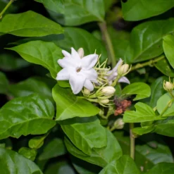 Arabischer Jasmin - Duft, der den Sommer füllt