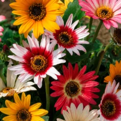 Arctotis Mischung 'Harlequin' - Farbenfrische in Rekordzeit
