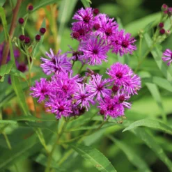 Arkansas-Scheinaster - Hoch, violett, bienenfreundlich