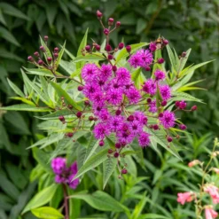 Arkansas-Scheinaster - Hoch, violett, bienenfreundlich
