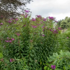 Arkansas-Scheinaster - Hoch, violett, bienenfreundlich