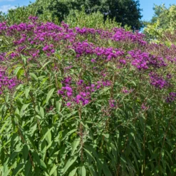 Arkansas-Scheinaster - Hoch, violett, bienenfreundlich