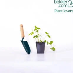 Arktische Himbeere - Süße Beeren am Boden
