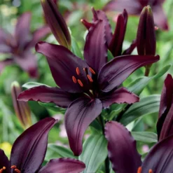 Asiatische Lilie 'Blacklist' (x5) - Dramatisch dunkle Blüten