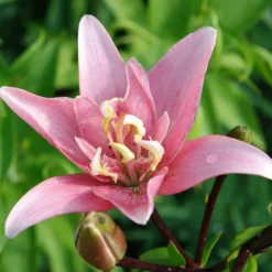 Asiatische Lilie 'Elodie' (x3) - Rosa Blüten den ganzen Sommer