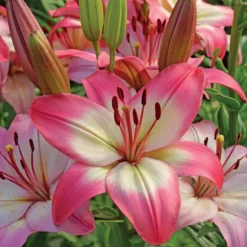 Asiatische Lilie 'Levi' - Rosa Blüten, ganz einfach