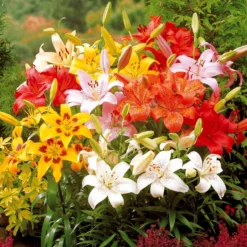 Asiatische Lilie 'Mid-Century' - Farbfeuerwerk im Beet