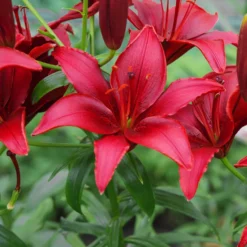 Asiatische Lilie Red County (x2) - Leuchtend Rot im Sommer