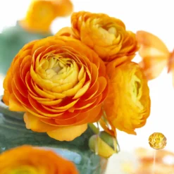 Asiatische Ranunkeln Orange (x10) - Volle Blüten, leuchtend orange